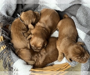 Irish Setter Puppy for Sale in SHEDD, Oregon USA