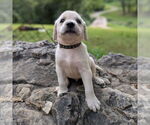 Small Golden Retriever Mix