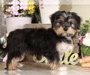Shorkie Tzu Puppy for sale in MOUNT VERNON, OH, USA