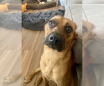 Small #16 Black Mouth Cur Mix