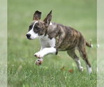 Small #6 Plott Hound Mix