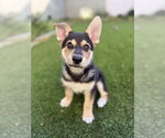 Small #18 Mutt