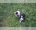 Small #10 Miniature Australian Shepherd