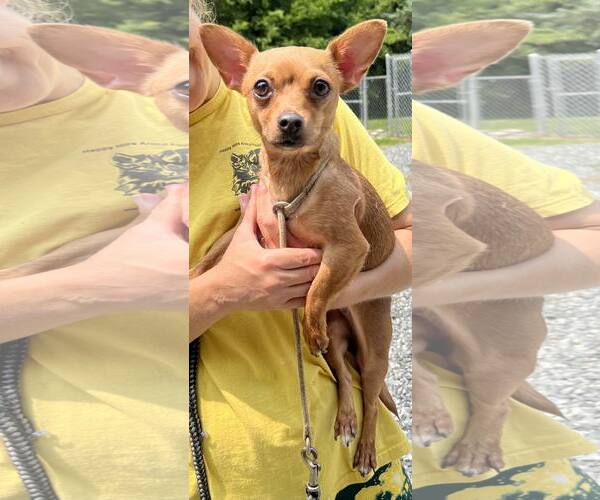 Medium Photo #1 Chihuahua-Unknown Mix Puppy For Sale in Staley, NC, USA