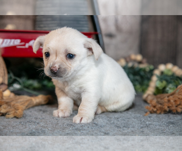 Medium Photo #1 Chihuahua Puppy For Sale in BERNE, IN, USA