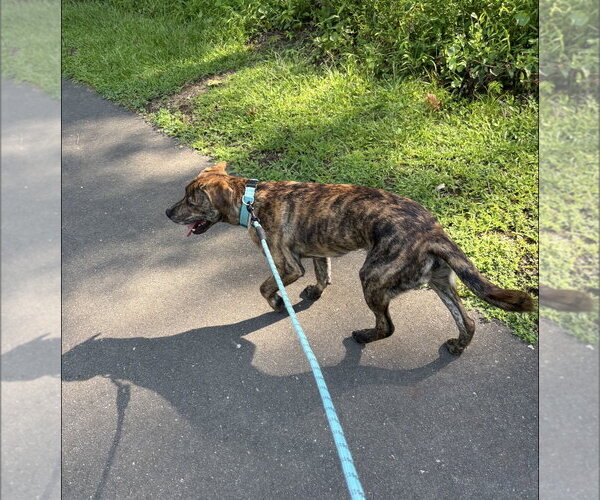 Medium Photo #9 American Staffordshire Terrier-German Shepherd Dog Mix Puppy For Sale in Holly Springs, NC, USA