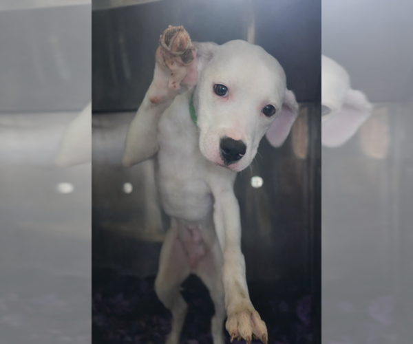 Medium Photo #3 Mutt Puppy For Sale in Foristell, MO, USA