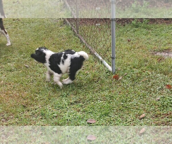 Medium Photo #8 English Springer Spaniel Puppy For Sale in GLEN SAINT MARY, FL, USA
