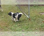 Small #7 English Springer Spaniel
