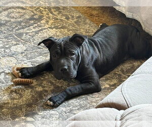 Mutt Dogs for adoption in Crystal, MN, USA