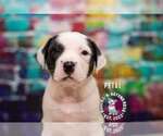 Small #3 Staffordshire Bull Terrier Mix