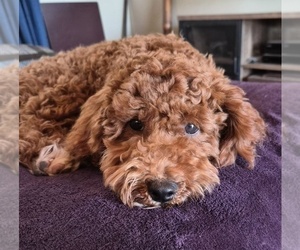 Father of the Miniature Labradoodle puppies born on 08/06/2026