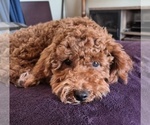 Small Photo #1 Miniature Labradoodle Puppy For Sale in SAN DIEGO, CA, USA