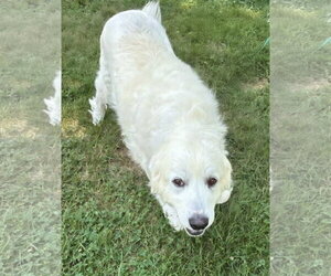 PYRA - Female Great Pyrenees Dog for Adoption - Photo #3