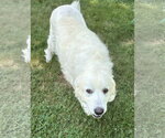 Small Photo #3 Great Pyrenees Puppy For Sale in Croydon, NH, USA