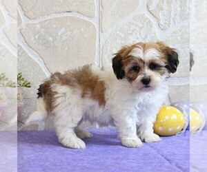 Zuchon Puppy for sale in GORDONVILLE, PA, USA