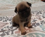 Small Photo #3 Pug Puppy For Sale in PENDLETON, OR, USA