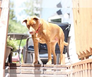 Labrador Retriever-Unknown Mix Dogs for adoption in Sandy, UT, USA