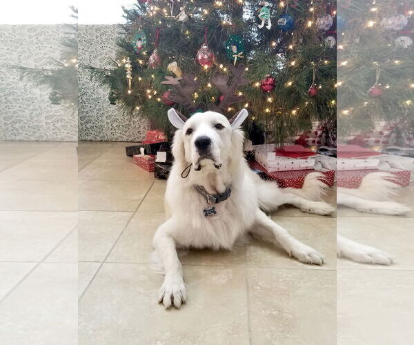 Medium Photo #5 Great Pyrenees Puppy For Sale in Spring, TX, USA