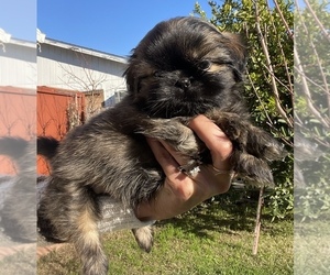 Shih Tzu Puppy for Sale in OLIVEHURST, California USA