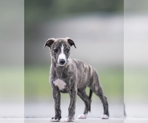 Whippet Puppy for sale in BUFORD, GA, USA