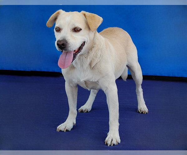Medium Photo #2 Mutt Puppy For Sale in Pasadena, CA, USA