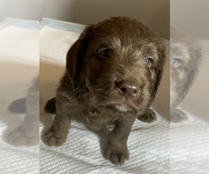 Labradoodle Puppy for sale in DEEPWATER, MO, USA