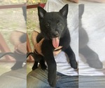 JUNIOR - Male Schipperke Puppy for Sale - Photo #4