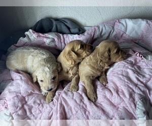 Goldendoodle (Miniature) Puppy for sale in PHOENIX, AZ, USA