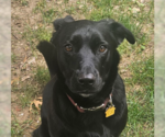 Small Photo #8 Collie-Labrador Retriever Mix Puppy For Sale in McKinney, TX, USA