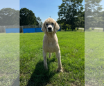Small #2 Poodle (Standard)
