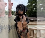 Small Photo #2 Doberman Pinscher Puppy For Sale in NEWTON, NC, USA