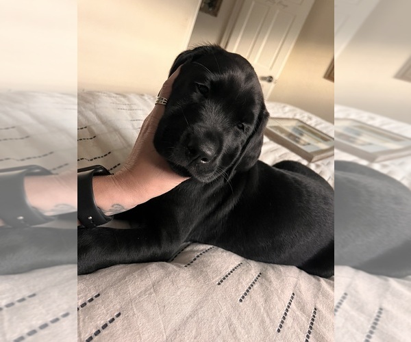 Medium Photo #47 Golden Labrador Puppy For Sale in PORT ORANGE, FL, USA