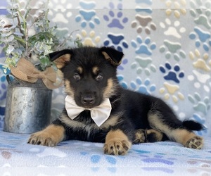 German Shepherd Dog-Siberian Husky Mix Puppy for sale in LANCASTER, PA, USA