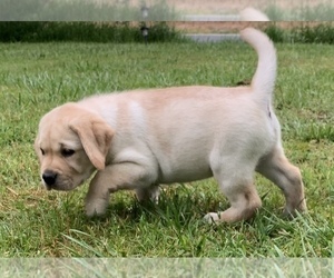 Labrador Retriever Puppy for Sale in POCOMOKE, Maryland USA