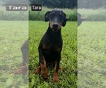 Small #5 Doberman Pinscher