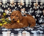Small #4 Goldendoodle (Miniature)
