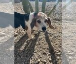 Small Photo #1 Beagle Puppy For Sale in Las Vegas, NV, USA