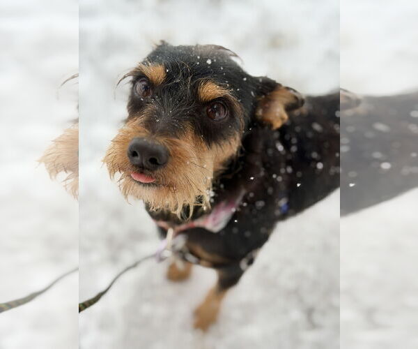 Medium Photo #3 Mutt Puppy For Sale in West Cornwall, CT, USA