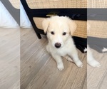 Small #2 Siberian Husky Mix