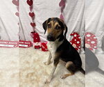 Small #21 Treeing Walker Coonhound Mix