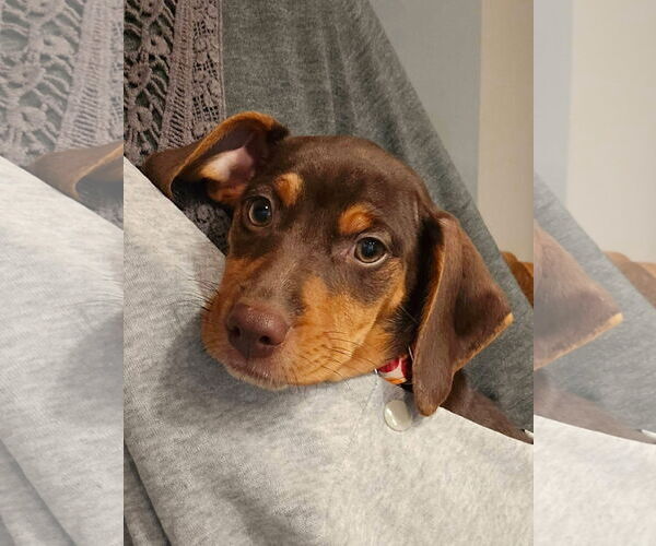 Medium Photo #3 Miniature Pinscher-Unknown Mix Puppy For Sale in New London, WI, USA