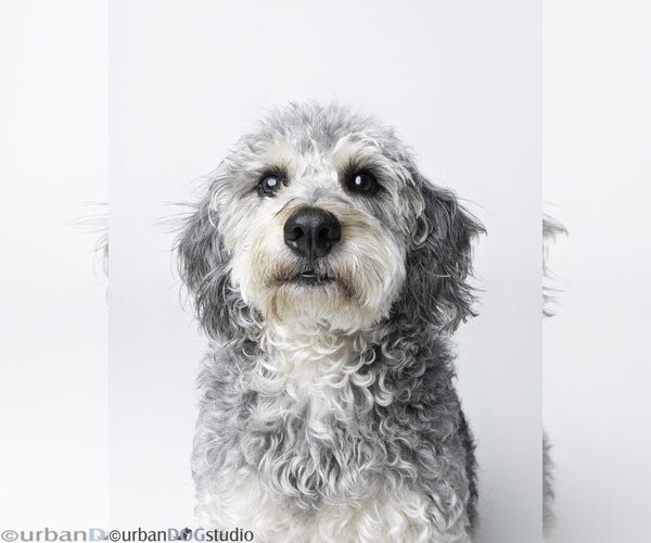 Medium Photo #5 Labradoodle Puppy For Sale in Tampa, FL, USA