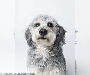 Bonded Pair - Cooper & Artie - Male Labradoodle Dog for Adoption - Photo #5