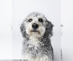 Small #4 Labradoodle