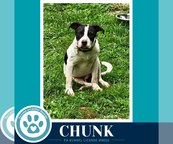 Medium Photo #7 American Bulldog-Unknown Mix Puppy For Sale in Kimberton, PA, USA