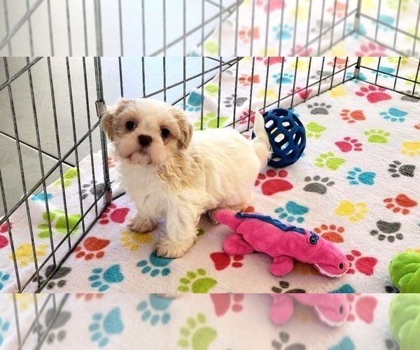Medium Photo #14 Shih Tzu Puppy For Sale in ORO VALLEY, AZ, USA