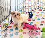 Small #13 Shih Tzu