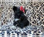 Zelda - Female Schnauzer (Miniature) Puppy for Sale - Photo #9