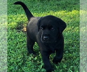 Labrador Retriever Puppy for sale in EXCELLO, MO, USA